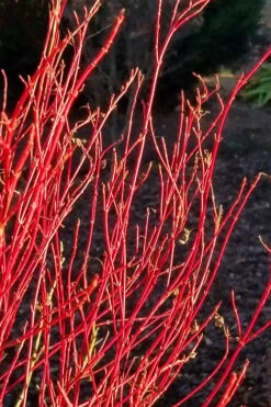 Twinkles Dwarf Coral Bark Japanese Maple - 3 Gallon Pot -Garden Wisp Sales Store acer palmatum twinkles coral bark japanese maple 2