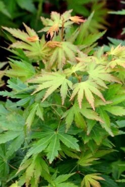 Twinkles Dwarf Coral Bark Japanese Maple - 3 Gallon Pot -Garden Wisp Sales Store acer palmatum twinkles coral bark japanese maple 8