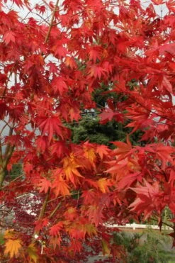 Yezo Nishiki Japanese Maple - 5 Gallon Pot (6-7') -Garden Wisp Sales Store acer palmatum yezo nishiki japanese maple 10