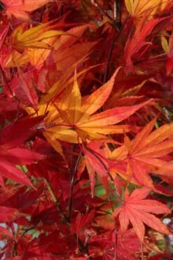 Yezo Nishiki Japanese Maple - 5 Gallon Pot (6-7') -Garden Wisp Sales Store acer palmatum yezo nishiki japanese maple 11