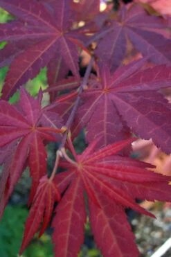 Yezo Nishiki Japanese Maple - 5 Gallon Pot (6-7') -Garden Wisp Sales Store acer palmatum yezo nishiki japanese maple 13
