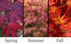 Yezo Nishiki Japanese Maple - 5 Gallon Pot (6-7') -Garden Wisp Sales Store acer palmatum yezo nishiki japanese maple 14