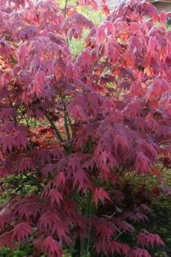 Yezo Nishiki Japanese Maple - 5 Gallon Pot (6-7') -Garden Wisp Sales Store acer palmatum yezo nishiki japanese maple 5