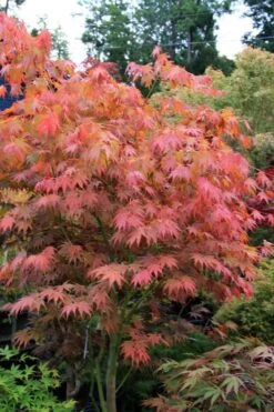 Yezo Nishiki Japanese Maple - 5 Gallon Pot (6-7') -Garden Wisp Sales Store acer palmatum yezo nishiki japanese maple 6