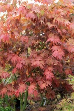 Yezo Nishiki Japanese Maple - 5 Gallon Pot (6-7') -Garden Wisp Sales Store acer palmatum yezo nishiki japanese maple 7