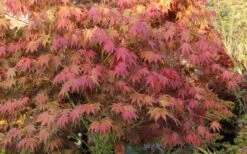 Yezo Nishiki Japanese Maple - 5 Gallon Pot (6-7') -Garden Wisp Sales Store acer palmatum yezo nishiki japanese maple 8