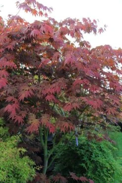 Yezo Nishiki Japanese Maple - 5 Gallon Pot (6-7') -Garden Wisp Sales Store acer palmatum yezo nishiki japanese maple 9