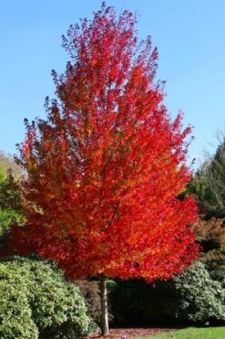 Sun Valley Red Maple Tree - 3 Gallon Pot -Garden Wisp Sales Store acer rubrum sun valley red maple tree 1
