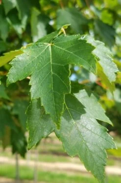 Sun Valley Red Maple Tree - 3 Gallon Pot -Garden Wisp Sales Store acer rubrum sun valley red maple tree 2