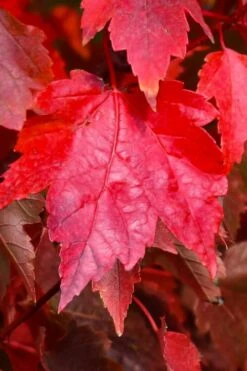 Sun Valley Red Maple Tree - 3 Gallon Pot -Garden Wisp Sales Store acer rubrum sun valley red maple tree 4