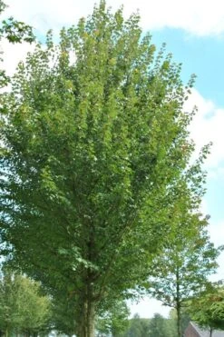 Sun Valley Red Maple Tree - 3 Gallon Pot -Garden Wisp Sales Store acer rubrum sun valley red maple tree 6