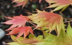 Moonrise Full Moon Japanese Maple - 3 Gallon Pot -Garden Wisp Sales Store acer shirasawanum moonrise full moon janese maple 3