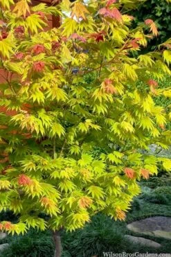 Moonrise Full Moon Japanese Maple - 5 Gallon Pot -Garden Wisp Sales Store acer shirasawanum moonrise full moon janese maple 7 1