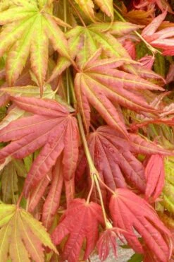 Moonrise Full Moon Japanese Maple - 5 Gallon Pot -Garden Wisp Sales Store acer shirasawanum moonrise janese maple 1 1
