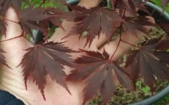 Yasemin Full Moon Japanese Maple - 5 Gallon Pot 12 Yasemin Full Moon Japanese Maple - 5 Gallon Pot -Garden Wisp Sales Store acer shirasawanum yaesmin full moon japanese maple 1