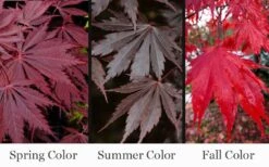 Yasemin Full Moon Japanese Maple - 5 Gallon Pot 10 Yasemin Full Moon Japanese Maple - 5 Gallon Pot -Garden Wisp Sales Store acer shirasawanum yasemin full moon japanese maple 10