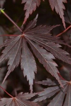 Yasemin Full Moon Japanese Maple - 5 Gallon Pot 13 Yasemin Full Moon Japanese Maple - 5 Gallon Pot -Garden Wisp Sales Store acer shirasawanum yasemin full moon japanese maple 2