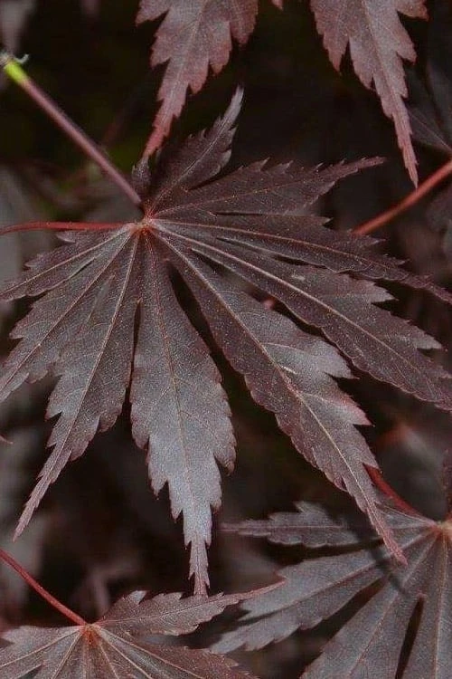 Yasemin Full Moon Japanese Maple - 5 Gallon Pot 7 Yasemin Full Moon Japanese Maple - 5 Gallon Pot - Image 7