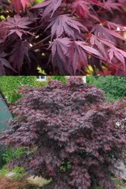 Yasemin Full Moon Japanese Maple - 5 Gallon Pot 11 Yasemin Full Moon Japanese Maple - 5 Gallon Pot -Garden Wisp Sales Store acer shirasawanum yasemin full moon japanese maple 5