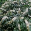 Roger's White Bottlebrush Buckeye (Aesculus Parviflora) - 1 Gallon Pot