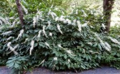 Roger's White Bottlebrush Buckeye (Aesculus Parviflora) - 1 Gallon Pot -Garden Wisp Sales Store aesculus parviflora serotina rogers white buckeye 2