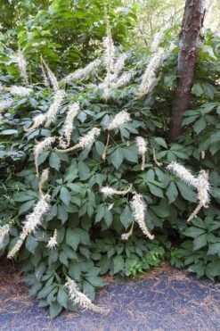 Roger's White Bottlebrush Buckeye (Aesculus Parviflora) - 1 Gallon Pot -Garden Wisp Sales Store aesculus parviflora serotina rogers white buckeye 3