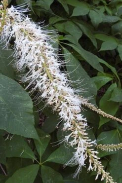 Roger's White Bottlebrush Buckeye (Aesculus Parviflora) - 1 Gallon Pot -Garden Wisp Sales Store aesculus parviflora serotina rogers white buckeye 5