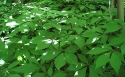 Roger's White Bottlebrush Buckeye (Aesculus Parviflora) - 1 Gallon Pot -Garden Wisp Sales Store aesculus parviflora serotina rogers white buckeye 6