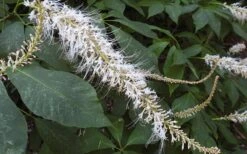 Roger's White Bottlebrush Buckeye (Aesculus Parviflora) - 1 Gallon Pot -Garden Wisp Sales Store aesculus parviflora serotina rogers white buckeye 8