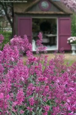 Rosie Posie Agastache (Hummingbird Mint) - 5 Pack Of Quarts -Garden Wisp Sales Store agastache rosie posie hummingbird mint 1