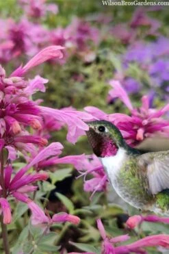 Rosie Posie Agastache (Hummingbird Mint) - 5 Pack Of Quarts -Garden Wisp Sales Store agastache rosie posie hummingbird mint 10