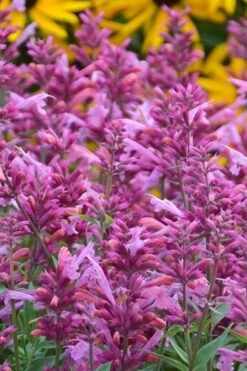 Rosie Posie Agastache (Hummingbird Mint) - 5 Pack Of Quarts -Garden Wisp Sales Store agastache rosie posie hummingbird mint 3