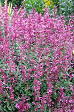 Rosie Posie Agastache (Hummingbird Mint) - 5 Pack Of Quarts -Garden Wisp Sales Store agastache rosie posie hummingbird mint 6