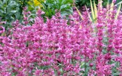 Rosie Posie Agastache (Hummingbird Mint) - 5 Pack Of Quarts -Garden Wisp Sales Store agastache rosie posie hummingbird mint 7