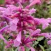Rosie Posie Agastache (Hummingbird Mint) - 5 Pack Of Quarts