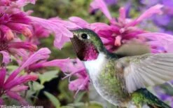 Rosie Posie Agastache (Hummingbird Mint) - 5 Pack Of Quarts -Garden Wisp Sales Store agastache rosie posie hummingbird mint 9