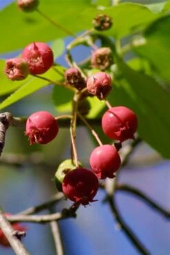 Downy Serviceberry Tree (Amelanchier Arborea) - 3 Gallon Pot -Garden Wisp Sales Store amelanchier arborea downy serviceberry berries 1