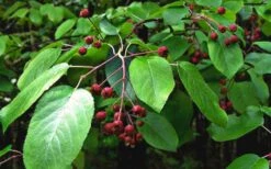 Downy Serviceberry Tree (Amelanchier Arborea) - 3 Gallon Pot -Garden Wisp Sales Store amelanchier arborea downy serviceberry berries 2