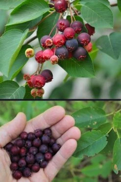 Downy Serviceberry Tree (Amelanchier Arborea) - 3 Gallon Pot -Garden Wisp Sales Store amelanchier arborea downy serviceberry berries 3