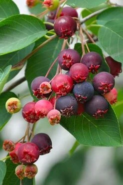 Downy Serviceberry Tree (Amelanchier Arborea) - 3 Pack Of 1.5 Quart Pots