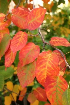 Downy Serviceberry Tree (Amelanchier Arborea) - 3 Gallon Pot -Garden Wisp Sales Store amelanchier arborea downy serviceberry fall leaves 1