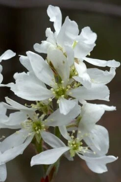 Downy Serviceberry Tree (Amelanchier Arborea) - 3 Gallon Pot -Garden Wisp Sales Store amelanchier arborea downy serviceberry flowers 3