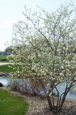 Downy Serviceberry Tree (Amelanchier Arborea) - 3 Gallon Pot -Garden Wisp Sales Store amelanchier arborea downy serviceberry tree 2