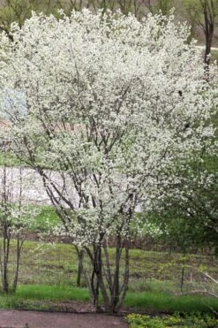 Downy Serviceberry Tree (Amelanchier Arborea) - 3 Pack Of 1.5 Quart Pots -Garden Wisp Sales Store amelanchier arborea downy serviceberry tree 3 1