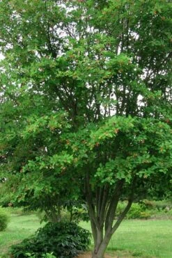 Downy Serviceberry Tree (Amelanchier Arborea) - 1 Gallon Pot -Garden Wisp Sales Store amelanchier arborea downy serviceberry tree 4