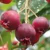 Shadblow Serviceberry Tree (Amelanchier Canadensis) - 3 Pack Of 1.5 Quart Pots