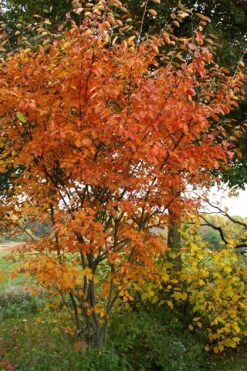 Shadblow Serviceberry Tree (Amelanchier Canadensis) - 3 Pack Of 1.5 Quart Pots -Garden Wisp Sales Store amelanchier arborea shadblow serviceberry fall foliage 1