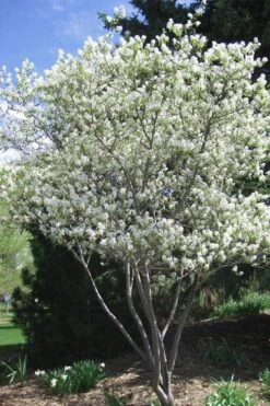 Shadblow Serviceberry Tree (Amelanchier Canadensis) - 3 Pack Of 1.5 Quart Pots -Garden Wisp Sales Store amelanchier arborea shadblow serviceberry tree 2 1