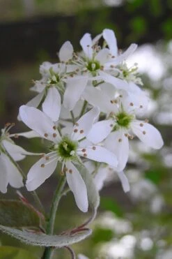 Autumn Brilliance Serviceberry Tree - 1 Gallon Pot -Garden Wisp Sales Store amelanchier grandiflora autumn brilliance serviceberry 1 2