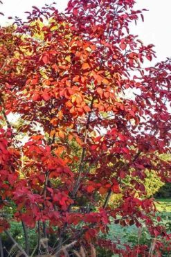 Autumn Brilliance Serviceberry Tree - 7 Gallon Pot (5-6') -Garden Wisp Sales Store amelanchier grandiflora autumn brilliance serviceberry 3